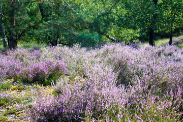 Obraz premium Heathland in National Park Maasduinen in the Netherlands