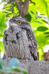 The closeup image of Tawny frogmouth 
It is a species of frogmouth native to and found throughout the Australian mainland and Tasmania. It is a big-headed, stocky bird.