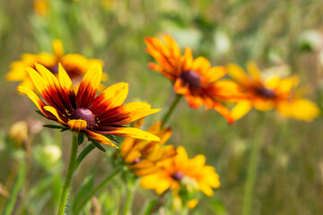 Rudbeckia flowers in nature