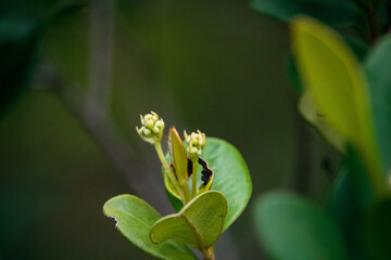 fotografia macro de natureza