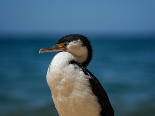 Close up side portrait of black and white australian pied shag cormorant bird in Abel Tasman National Park New Zealand