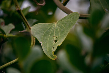 fotografia macro de natureza