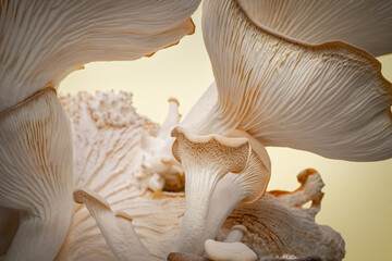 Closeup of Italian oyster mushrooms showing stems and gills - obrazy, fototapety, plakaty