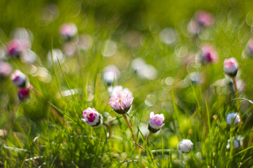 daisy flowers in morning dew with natural bokeh, soft focus