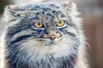 Naklejka na ściany i meble The closeup image of Pallas's cat (Otocolobus manul). It is a small wild cat with long and dense light grey fur. Its rounded ears are set low on the sides of the head. 