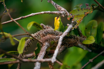 fotografia macro de natureza