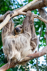 Fototapeta premium The close image of Linneaus' Two-toed Sloth (Choloepus didactylus). A species of sloth from South America, have longer hair, bigger eyes, and their back and front legs are more equal in length.