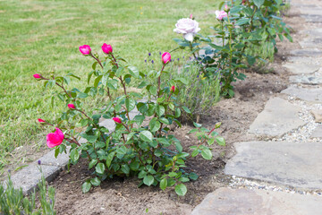 Naklejka premium stone paved garden path and flowers - roses and lavender