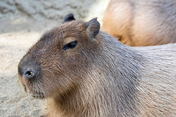 The closeup image of Capybara (Hydrochoerus hydrochaeris).
It is a giant cavy rodent native to South America. It is the largest living rodent.
 It is a highly social species.