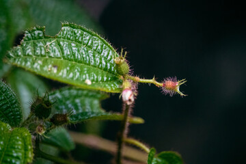 fotografia macro de natureza