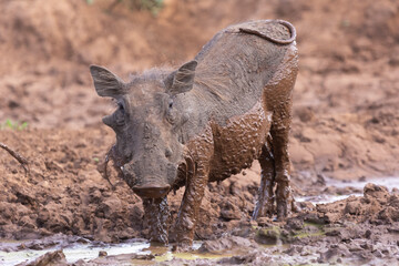 Fototapeta premium Common warthog - Phacochoerus africanus - in brown mud. Photo from Kruger National Park in South Africa.