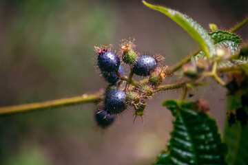 fotografia macro de natureza
