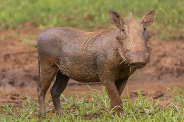 Common warthog -  Phacochoerus africanus - in brown mud. Photo from Kruger National Park in South Africa.