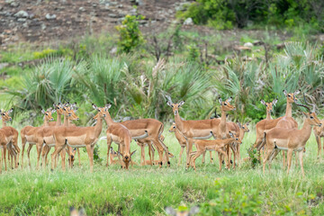 Herd of impalas or rooiboks - Aepyceros melampus - approaching the waterhole at Kruger National Park in South Africa.