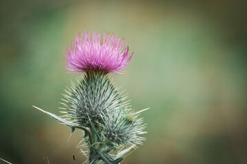 thistle in bloom