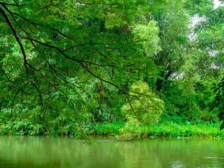 Green beautiful nature background with trees in rainforest and stream river. Jungle view, peaceful and calm, relaxing natural place backgrounds.