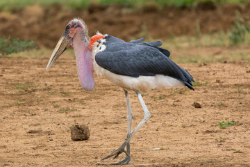 Marabou stork - Leptoptilos crumenifer walking on ground. Photo from Kruger National Park in South...