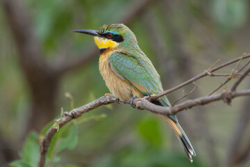 Little bee-eater - Merops pusillus perched with green background. Photo from Kruger Natioanal Park...