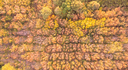 Amazing bird's eye view of the forest.Aerial top view travel drive autumn road in yellow forest, concept of trip by red car.relaxation holiday trip.