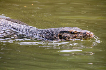 an wild Asian water monitor(Varanus salvator) is swimming with tongue out in the pond of Singapore Zoo.
It is a large varanid lizard native to South and Southeast Asia.