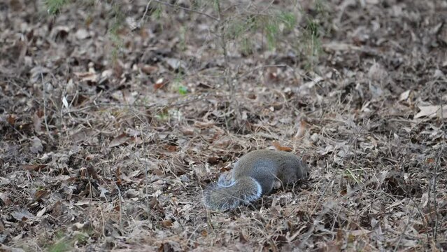 Grey Squirrel foraging for food in the leaf-litter of the forest floor