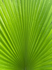 Fototapeta premium Green palm tree leaf close up