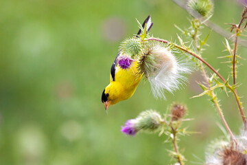 A Goldfinch Eats Thistle Seeds