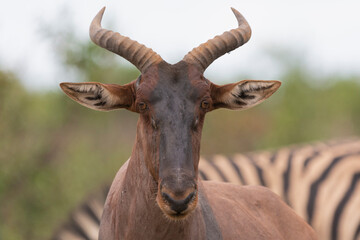 Portrait of common tsessebe or sassaby - Damaliscus lunatus lunatus walking on green grass. Photo from Kruger National Park in South Africa.