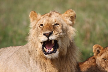 Cute lion cub rests on green grass beside his mother lioness and starts to yawn