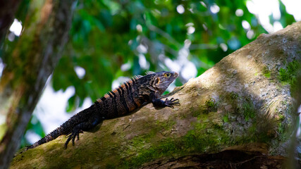 Beautiful large lizard black iguana (Ctenosaura similis) warming on a tree trunk in Uvita beach, Marino Ballena, Costa Rica