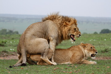 Close-up of a lion and lioness mating and roaring at each other
