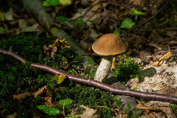 Edible mushroom Leccinum pseudoscabrum in deciduous forest. Known as Hazel Bolete. Wild mushroom growing in the leaves