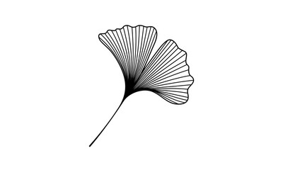 Ginkgo or Gingko Biloba leaves herbal medicine graphic Nature botanical vector Design