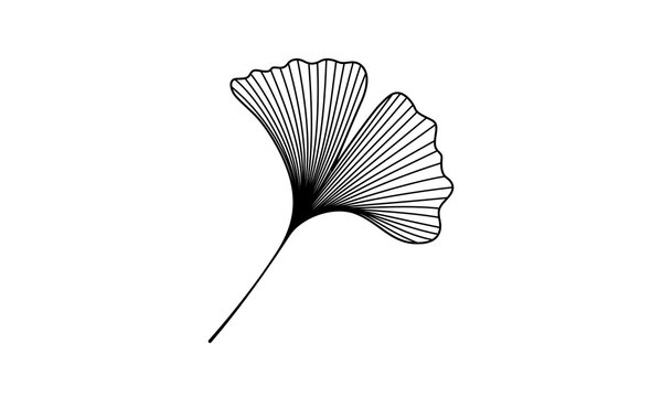 Ginkgo or Gingko Biloba leaves herbal medicine graphic Nature botanical vector Design