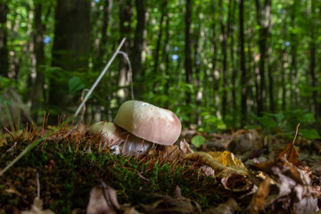 The Charcoal Burner Russula cyanoxantha is an edible mushroom , stacked macro photo - obrazy, fototapety, plakaty