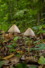 A vertical closeup of a small brown mushroom Conocybe siliginea