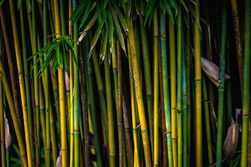 Obraz premium Large colourful bamboo shoots grow in a tropical garden. Natural background.