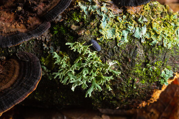 Lichen - Parmotrema reticulatum Growing on fallen log