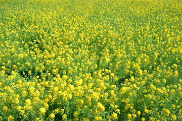 A field of rapeseed flowers