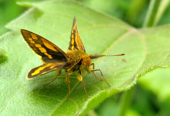 yellow and brown forest butterflies that perch on plant leaves