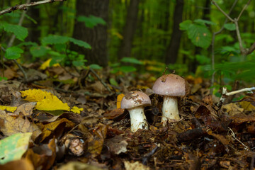 Small Gassy webcap, Cortinarius traganus, poisonous mushrooms in forest close-up, selective focus, shallow DOF