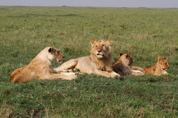 Fototapeta na wymiar Lioness, young lion and two cubs rest on green grass in Masai Mara Kenya