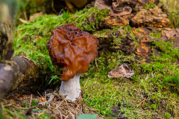 Gyromitra esculenta False morel, Calf brain, Bull nose mushroom in the forest.First spring mushrooms.
