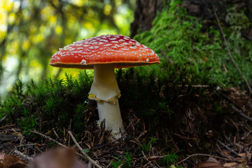 Close-up of a Amanita poisonous mushroom in nature. Fly amanita Amanita muscaria mushroom