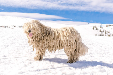 Hungarian white purebred puli breed dog,shepherd dog pet with dreadlock outdoor lying on snow at winter in the Carpathian mountains, Ukraine, Europe