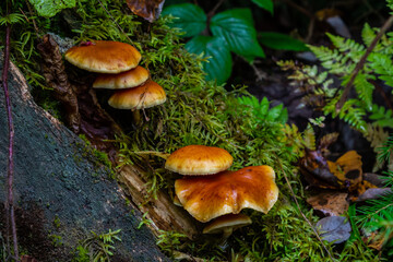 Gymnopilus penetrans, known as Common Rustgill, mushrooms