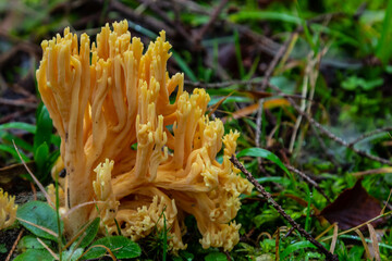 Closeup of Ramaria Flava, yellow coral mushrooms growing in the forest. Wild mushroom growing in the forest