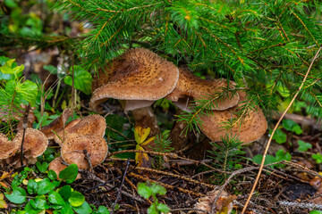 Armillaria mellea, commonly known as honey fungus, is a basidiomycete fungus in the genus Armillaria. Beautiful edible mushroom