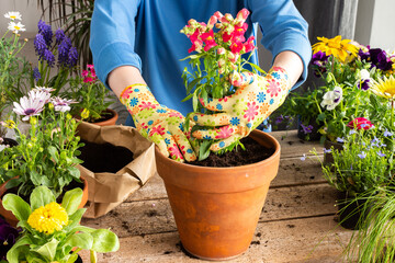Spring decoration of a home balcony or terrace with flowers, woman transplanting a flower...