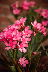 Adelfa Flowers